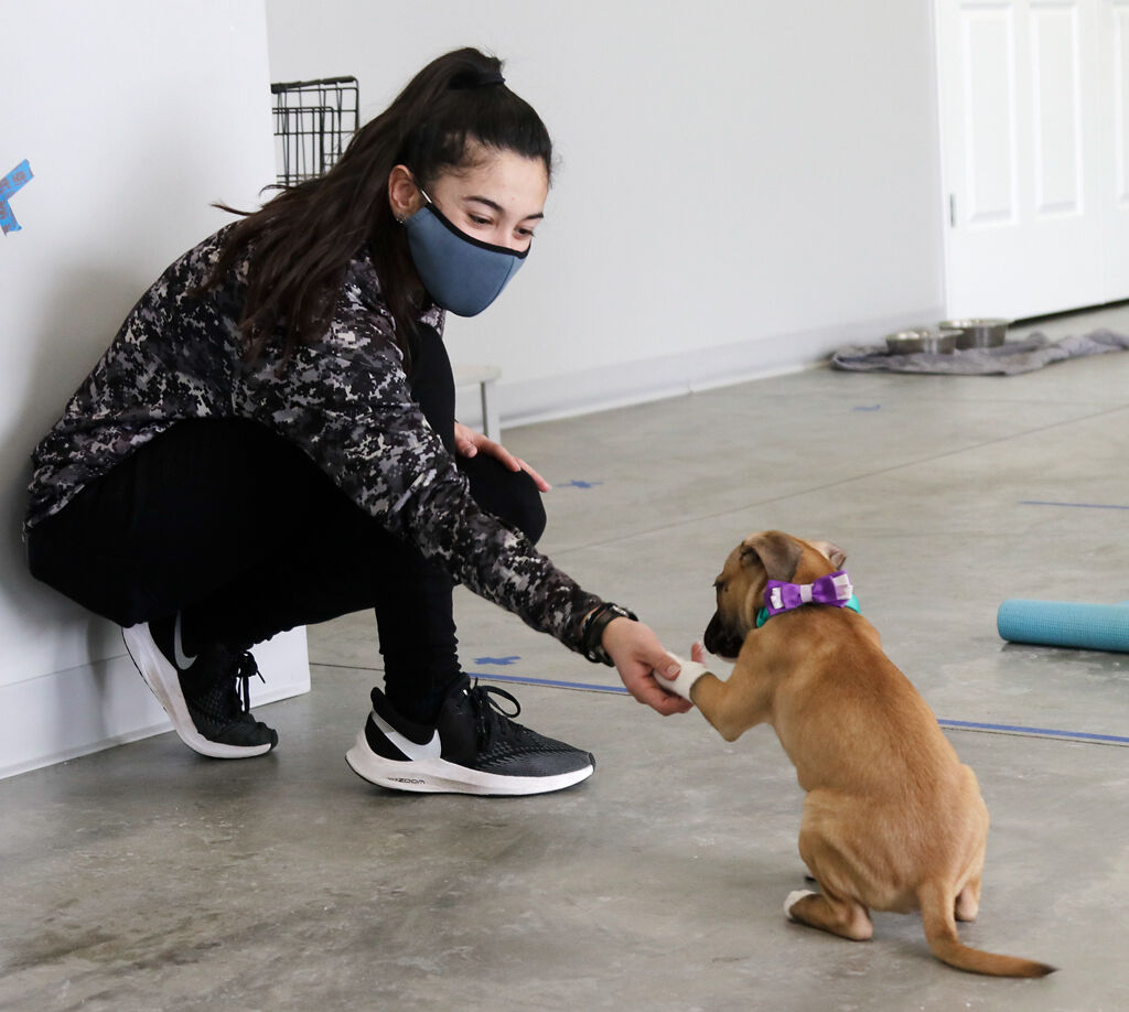 Daniela Calle shakes a puppy's paw